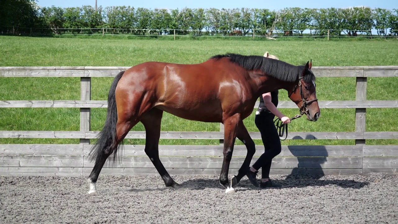 Church Farm & Horse Park Stud Siyouni x Lady Viola YouTube