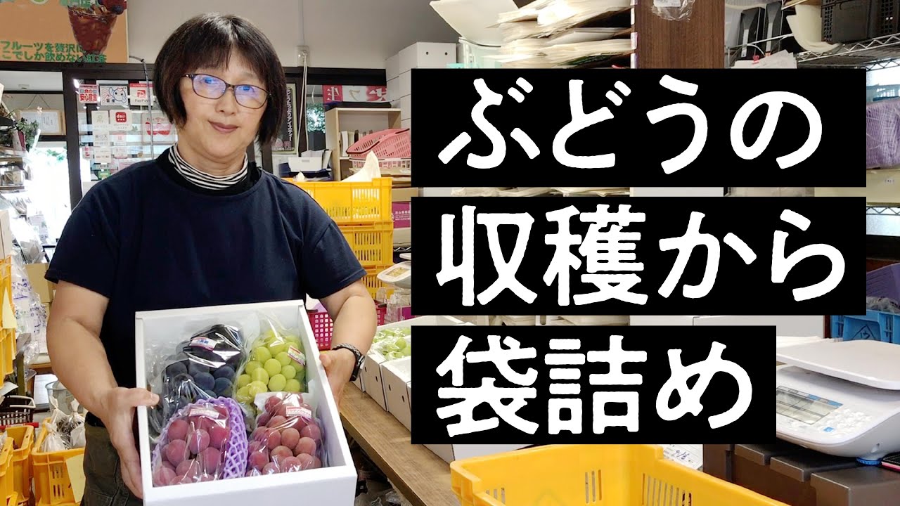 （引越し処分祭）山ぶどう １2㎏　山形県月山山麓産⑥ 山ぶどう4kg 月山山麓育ち 農家直送 - うらやま農園 山ぶどう栽培