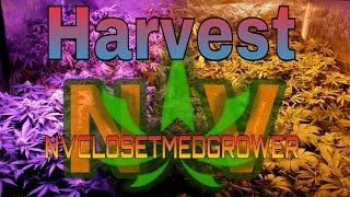 Harvest : smoking aces, day 63