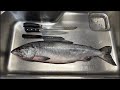 釣ったサケを解体して大量のアニサキスを探すぞ