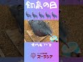 【飼育の日⑤】オウギバトの体重測定【ズーラシア公式】#shorts
