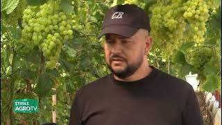 The grapes ripened in the solariums at Glodeanu Sărat 21 07 2025