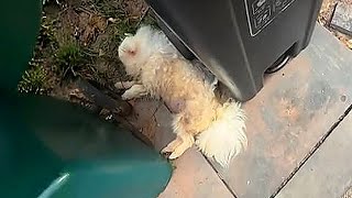 видео: картинка: