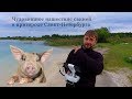 Чудовищное нашествие свиней в пригороде Санкт-Петербурга // Saint-Petersburg