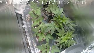 Optic 2!! Weeks 2 into 3 Veg 10 day Timelapse Cannabis Grow!