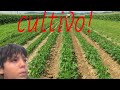 Cultivo semillas de tomate 🍅 y chile 🌶️
