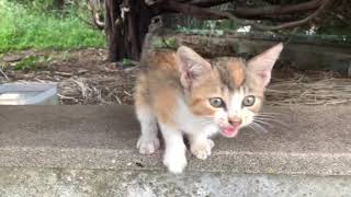 Adorable kittens meowing 2020 new 'compilation' by The Kitten ًWorld 1,324 views 4 years ago 6 minutes, 9 seconds