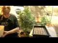 How To Cut Clones Creating A Mother Plant