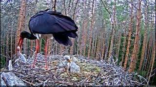 induk bangau sedang berusaha memakan bayinya sendiri.