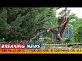 7 YEAR OLD GIRL TRAGICALLY DIES AFTER TREE FALLS ON HER IN PARK IN SOUTHEND-ON-SEA