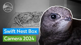 First chick hatched! | Live Swift nest box | RSPB