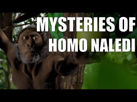 Видео: Версии: Homo Naledi е бил деградиран човек и прародител на маймуните? - Алтернативен изглед