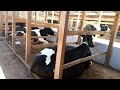 Dairy farming in kenya   40 litres per day with paddock grazing system step by step guide