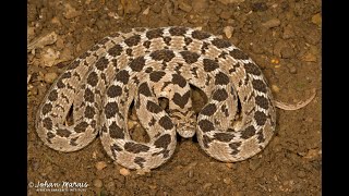 More info on the common Rhombic Egg-eater (Dasypeltis scabra)