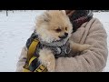 PUPPY FIRST TIME IN SNOW | POMERANIAN