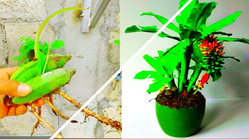 Unique skills how to grow banana tree from banana leaves banana trees are made from bananas