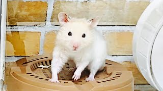 ハムスター 掃除機の音にビビりすぎて腰抜かすハムスター おもしろ可愛い動物
