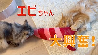 エビちゃんケリケリ大興奮【大きい猫 メインクーン】