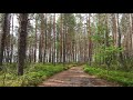 Walking in the pine forest 4K