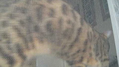 Watch the video about So you think you want a BENGAL ? VERY loud!