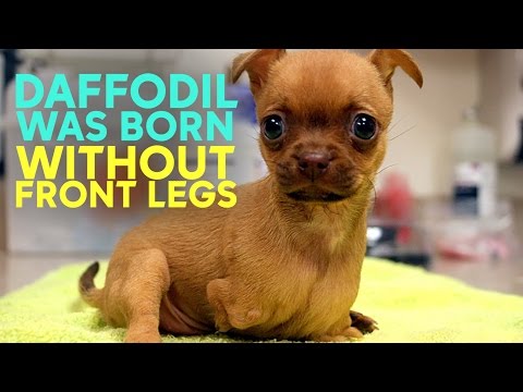 Abandoned Puppy Born Without Front Legs Gets Wheels, Finds New Home