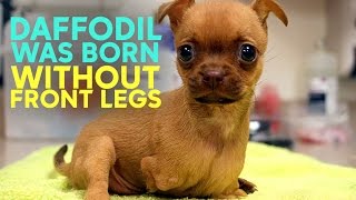 Dog born without front legs finds forever home after being abandoned