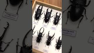 128 134 My Beetle, Stag Beetle, Beetle 2