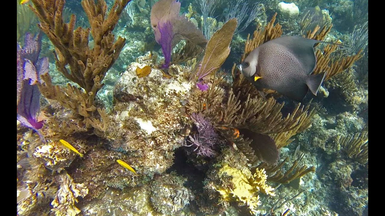 SNUBA Diving Coral Reef Nassau, Bahamas YouTube