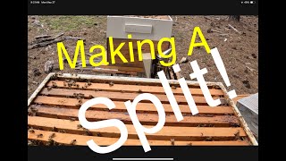 Beekeeping | Inspection turns into a Split!
