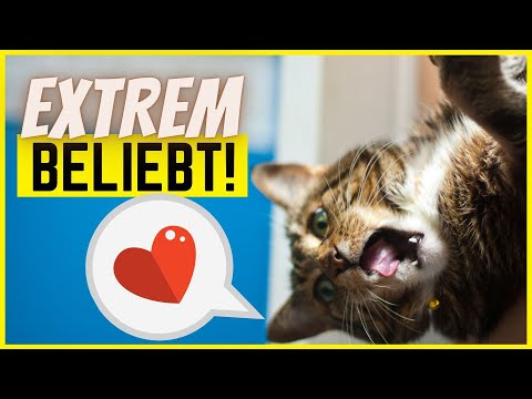 Video: Was Katzen Lieben