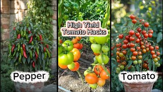 High Yield Tomato Growing Tips | Gardening Hacks #6