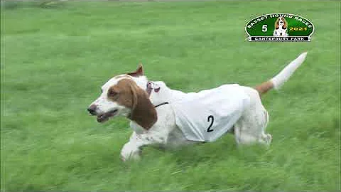 Canterbury Park Basset Hound Races 8-8-21