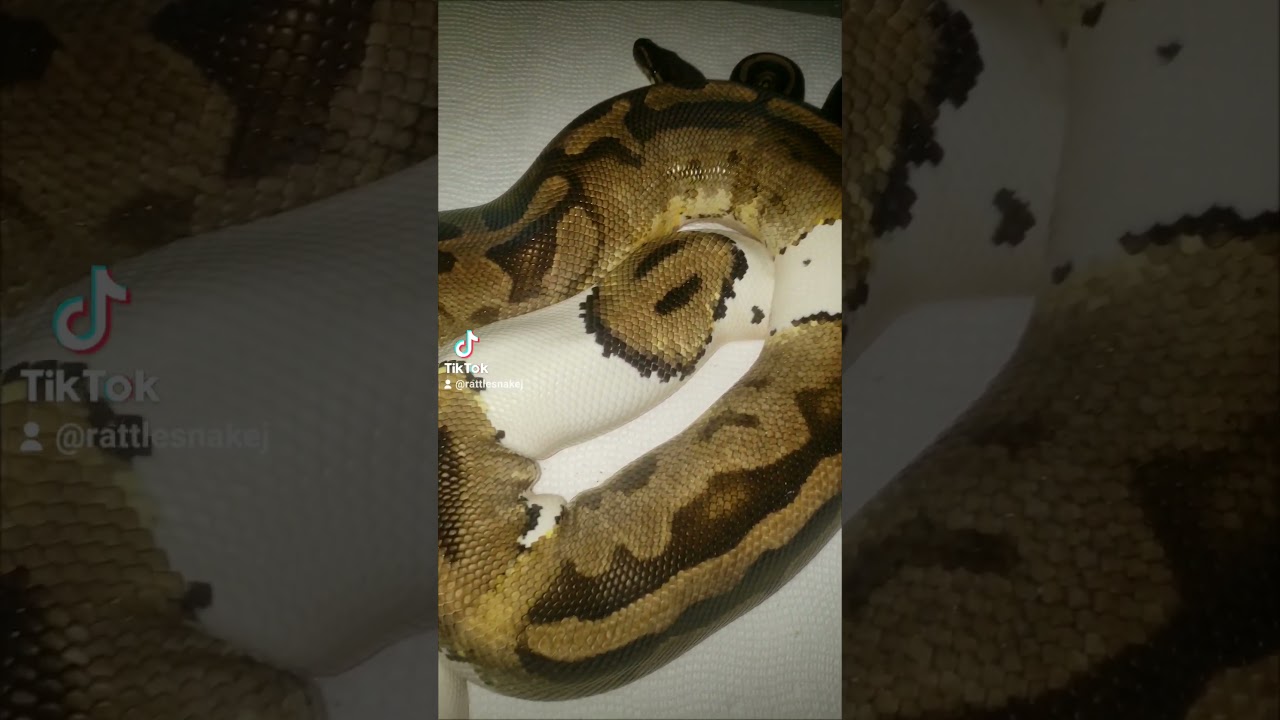 update on my black pastel het pied × pied ball python breeding project