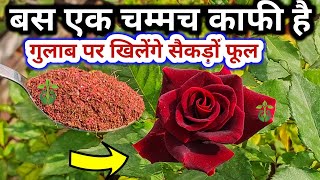 BEST HOMEMADE FERTILIZER FOR ROSE PLANT.Rose plant care & growing tips.गुलाब.Gulab ki Care.
