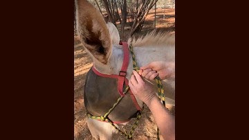 How to tie a donkey halter