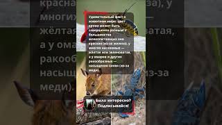 Кровь этого животного не бывает красной! 😱 Какой у нее цвет? #shorts