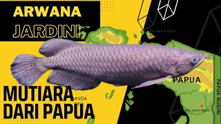 Arwana Jardini... Antara Base Green, Blue atau Red
