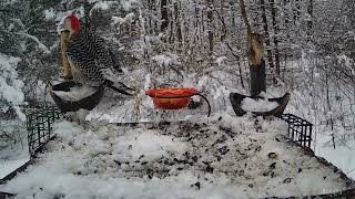 Cooper's Hawk Attack