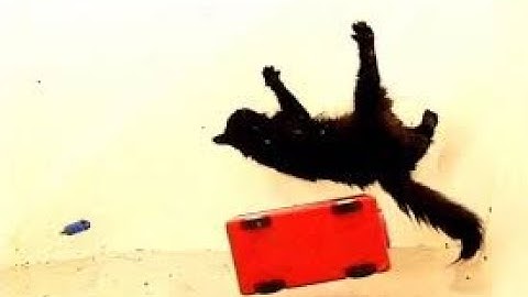 Animals in space/Zero Gravity.