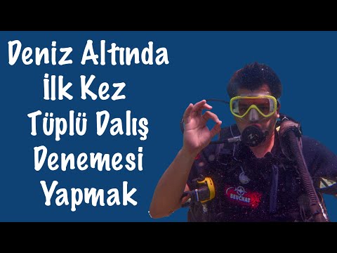 Video: Dalış Petunyaları: Bir Bitki Daldırmaq Lazımdırmı? Evdə Cücərdikdən Sonra Petuniyaların Düzgün Dalğılması