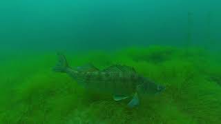 Zander, PIke-perch underwater footage