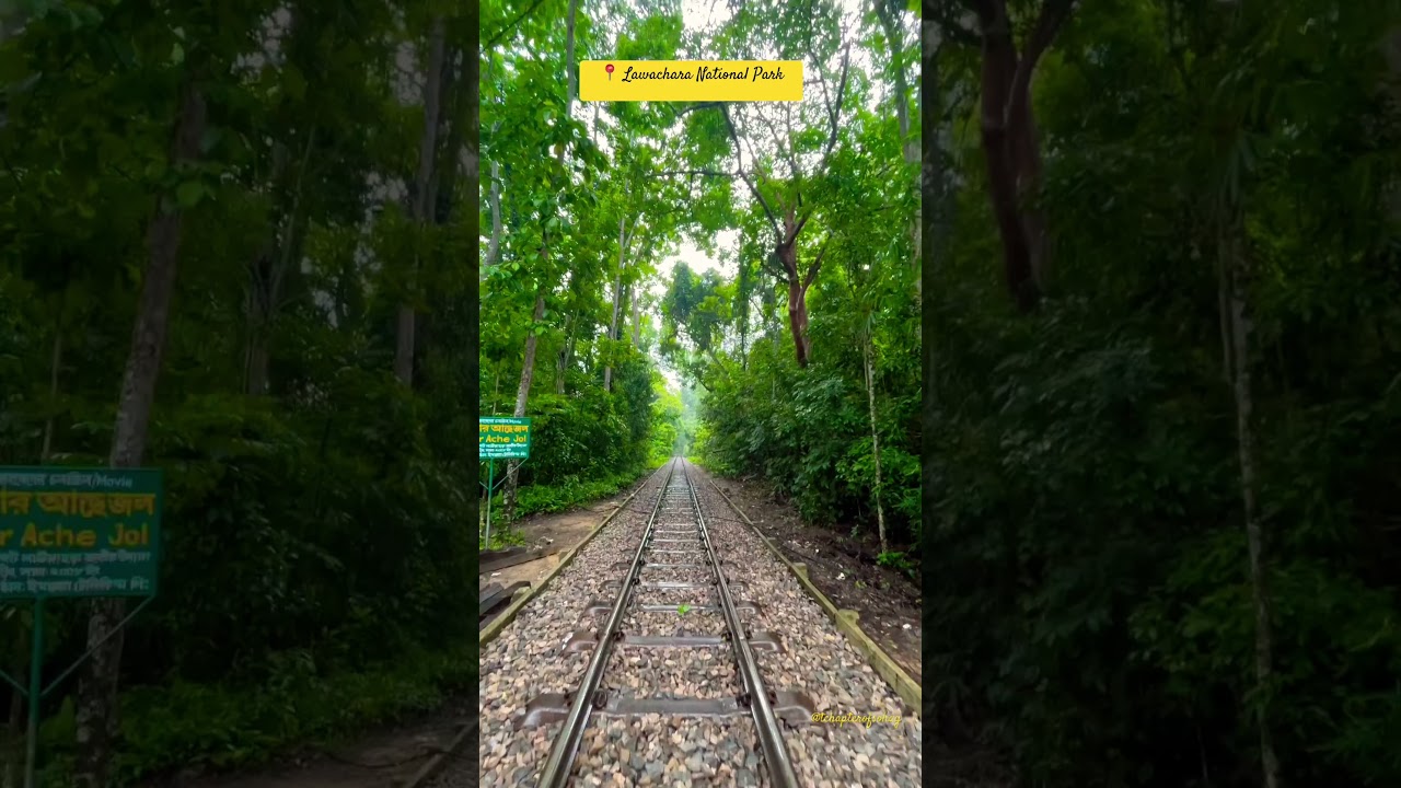 😍 Lawachara National Park 😍#sreemangal #trending #nature #viralreels #travel #shorts #viral #video