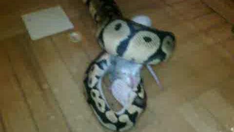 Ball Python chewing on a freshly killed rat
