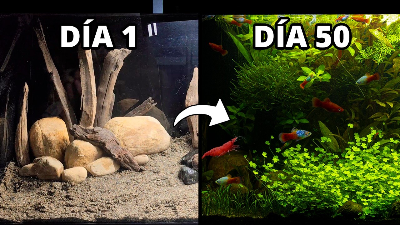 Construí Acuario Autosostenible | Sin Filtro (50 Días de Evolución)