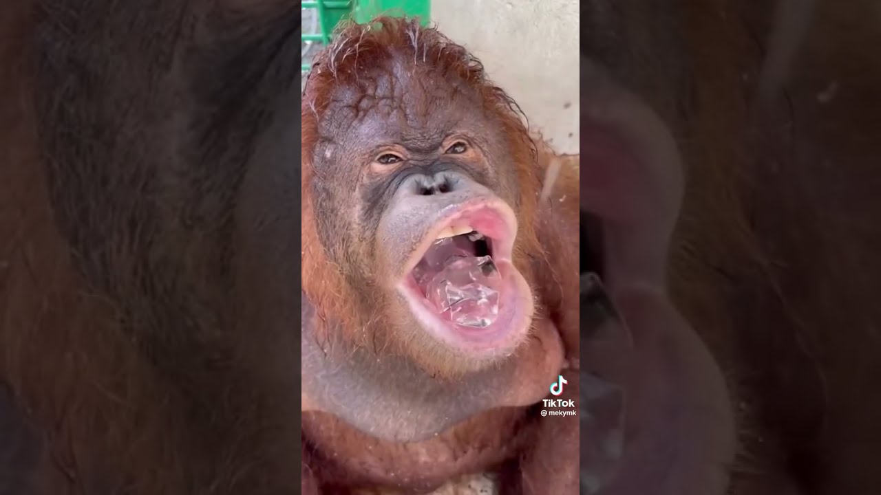 Monke Eating Ice With Human Teeth