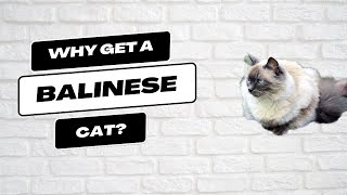 Why Get a Balinese Cat? — Top 10 Wizard