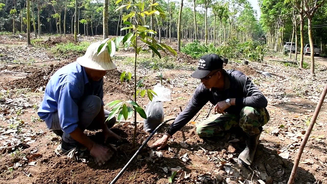 สอนเทคนิคปลูกทุเรียนสุดพิเศษพ.ต.ท.สุพัตร์...รองผกก.ป เมืองแพร่