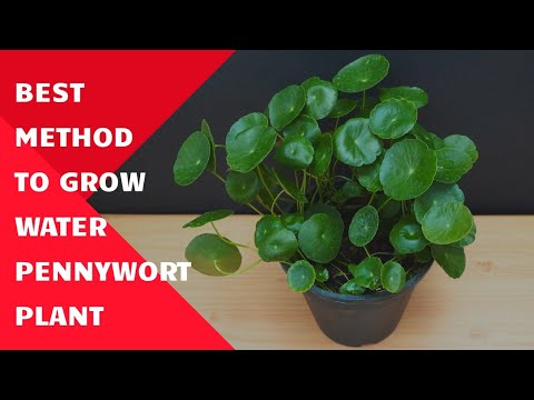 Video: Atraktivní Pennywort