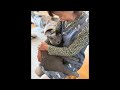ライブ配信❣️まったりリビング💕 owl&cat&Chihuahua🦉🐈⬛🐶