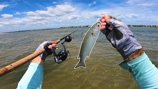 inshore Inlet Surf/Wet Wade Fishing For Fish In Skinny Florida Waters!